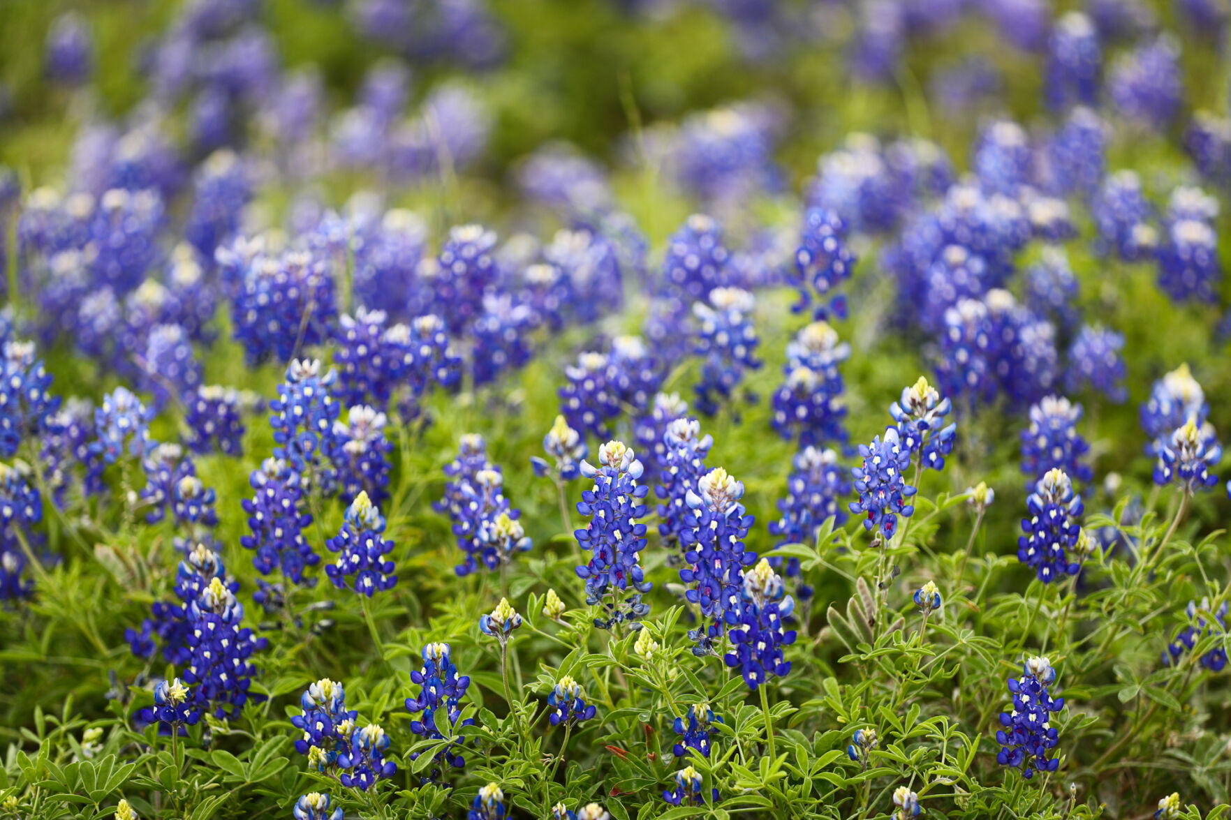 Brazos Valley Wildflowers